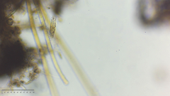 Tachysoma pellionellum