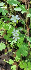 Geranium wislizeni