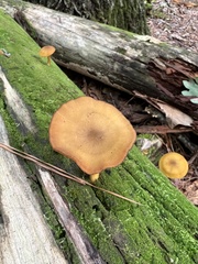 Tricholomopsis decora