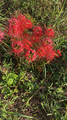 Lycoris radiata
