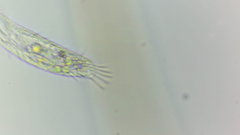 Tachysoma pellionellum
