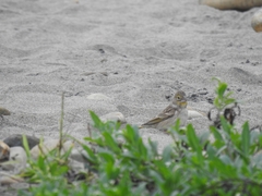 Sicalis taczanowskii