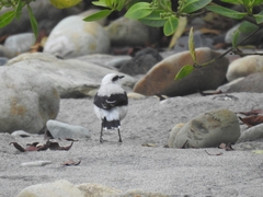 Fluvicola nengeta