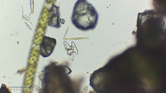 Micrasterias pinnatifida