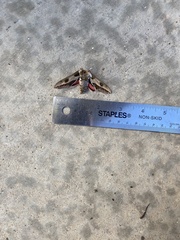Hyles euphorbiae