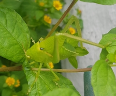 Stilpnochlora