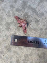Hyles euphorbiae