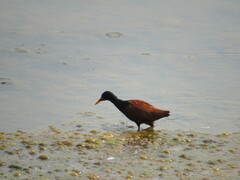 Jacana jacana