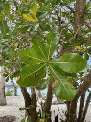 Barringtonia asiatica