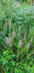Eragrostis spectabilis
