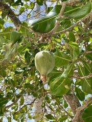 Barringtonia asiatica