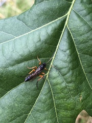Pimpla rufipes