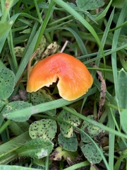 Hygrocybe insipida