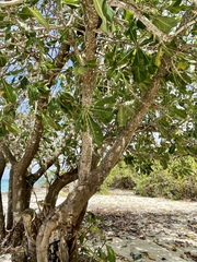 Barringtonia asiatica