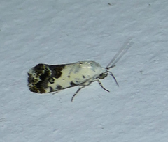 Ponometia phecolisca