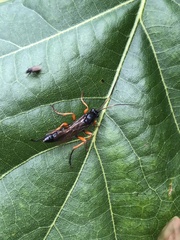 Pimpla rufipes