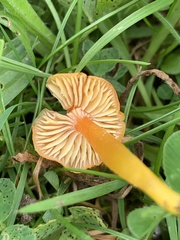Hygrocybe insipida
