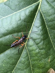 Pimpla rufipes
