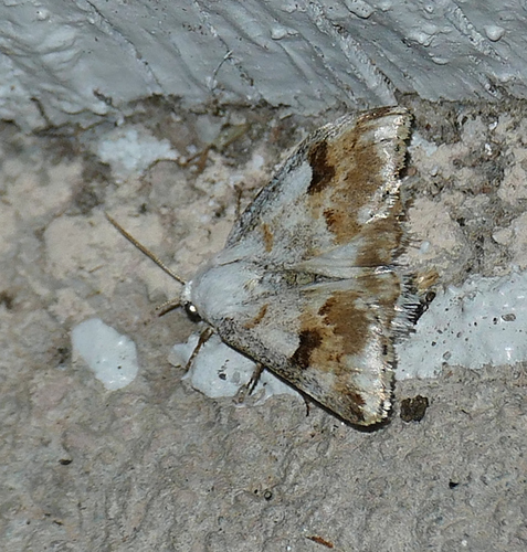 Rabbitbush Flower Moth photo 3