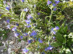 Echium