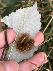 Phragmatobia fuliginosa