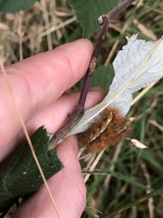 Phragmatobia fuliginosa