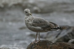 Larus fuscus