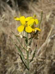 Erysimum capitatum angustatum