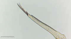 Camptocercus lilljeborgi