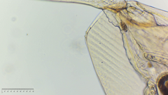 Camptocercus lilljeborgi