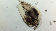 Camptocercus lilljeborgi