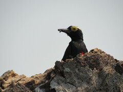Melanerpes cruentatus