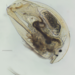 Camptocercus lilljeborgi - Photo (c) Phaulactis, algunos derechos reservados (CC BY-NC), subido por Phaulactis
