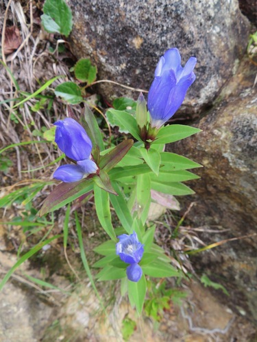 Gentiana makinoi, photograph 1