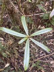Myrsine salicina