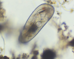 Paramecium