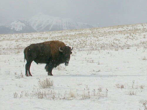 Plains Bison photographed in Oregon