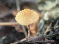 Cystoderma amianthinum