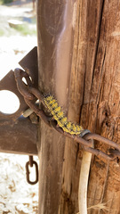 Hemileuca nevadensis