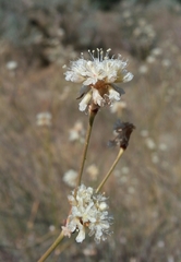 Eriogonum nudum psychicola