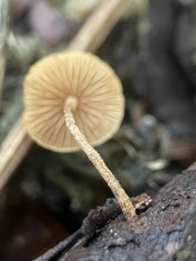 Cystoderma amianthinum