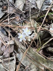 Liriope muscari