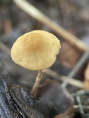 Cystoderma amianthinum