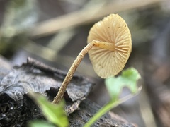 Cystoderma amianthinum