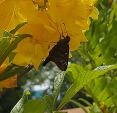 Thorybes dorantes dorantes