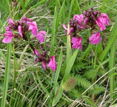 Pedicularis nordmanniana