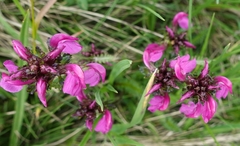 Pedicularis nordmanniana