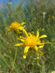 Senecio flaccidus douglasii