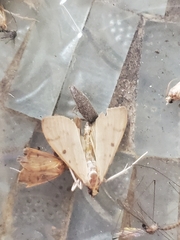 Herpetogramma bipunctalis