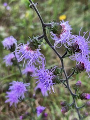Liatris squarrulosa